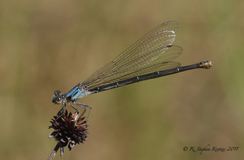 Argia moesta, female